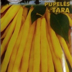 Šparaginės pupelės žemos derlingos 'TARA' 20 g PS