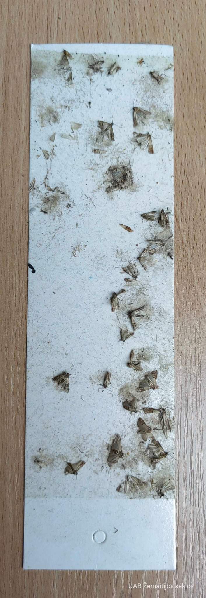 Magnet 4U - gaudyklė maistinėms kandžims (lipni) 1 vnt. Magnet 4U - gaudyklė maistinėms kandžims (lipni) 1 vnt.