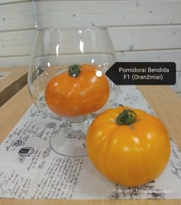 Oranžiniai pomidorai Bendida