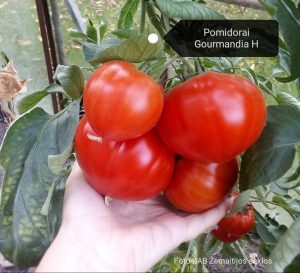 Pomidorai Gourmandia