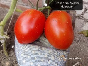 Lietuviški pomidorai Skariai