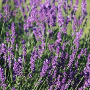 Echter_Lavendel_(Lavandula_angustifolia DAUG