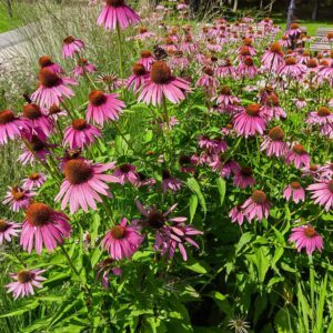 Rausvažiedės ežiuolės, daugiametės S. 0,5 g