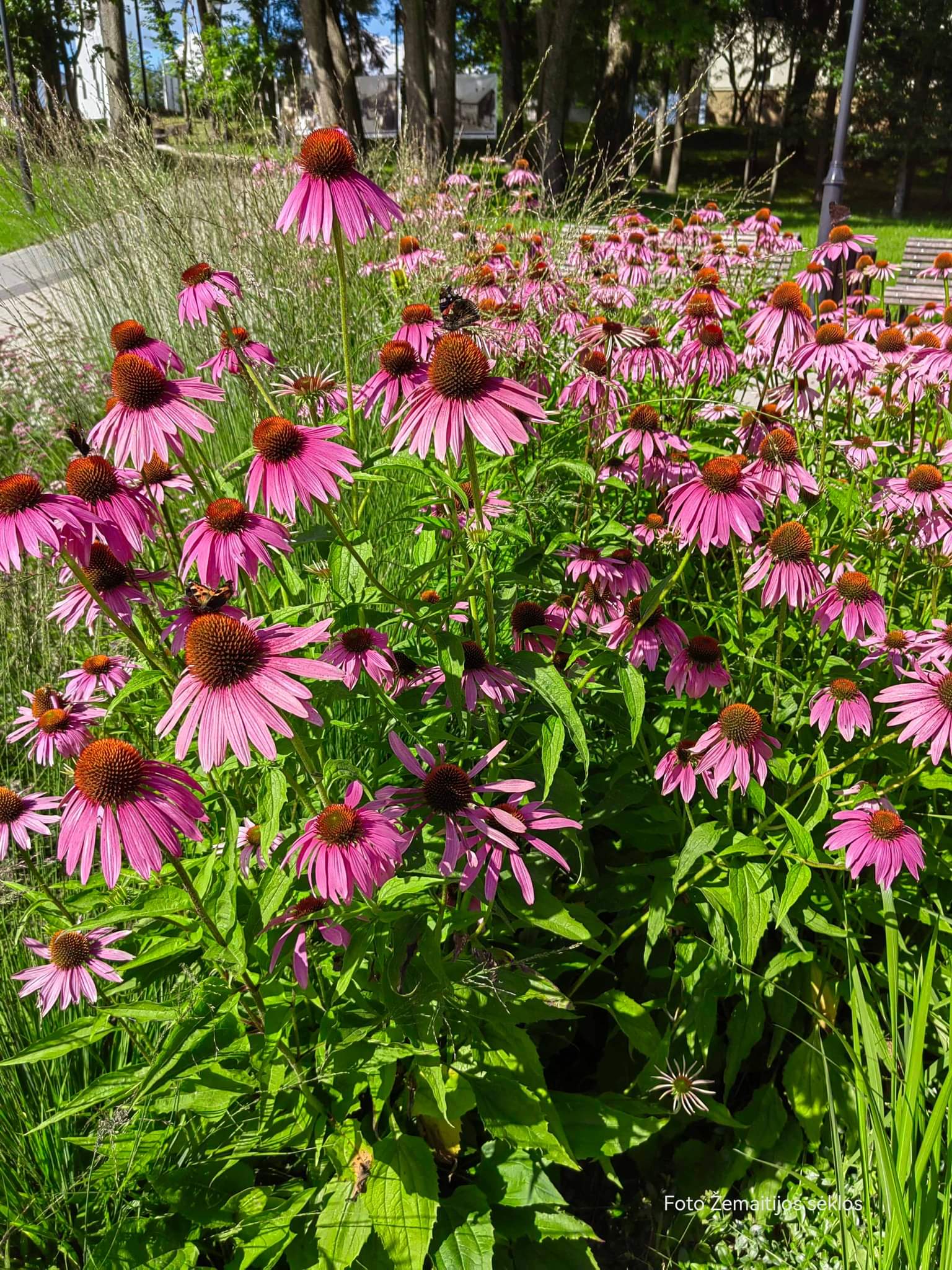 Rausvažiedės ežiuolės, daugiametės S. 0,5 g Rausvažiedės ežiuolės, daugiametės S. 0,5 g