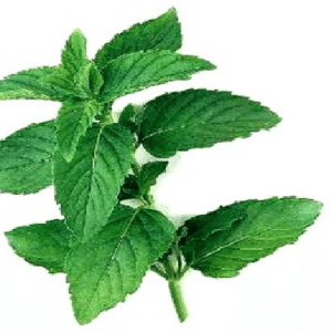 Mentha-spicata-plant