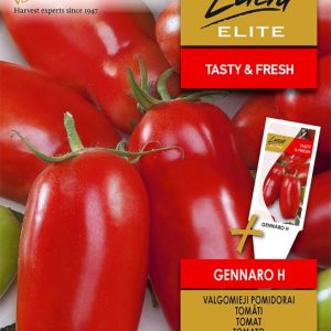 Pomidorai dideli pailgi 'GENNARO H' ELITE (TV Svajonių sodai) 15 sėklų