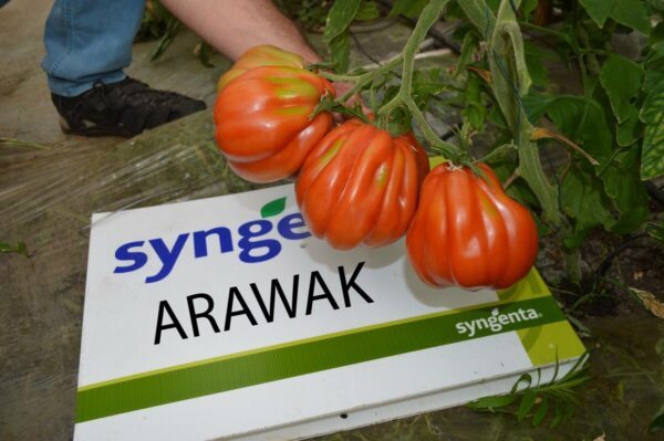 Puikaus skonio ir formos pomidorai, „jaučio širdys“ 'ARAWAK' 8 sėklos SG