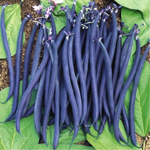 Vijoklinės šparaginės tamsios violetinės pupelės 'BLAUHILDE' 10 g TO.