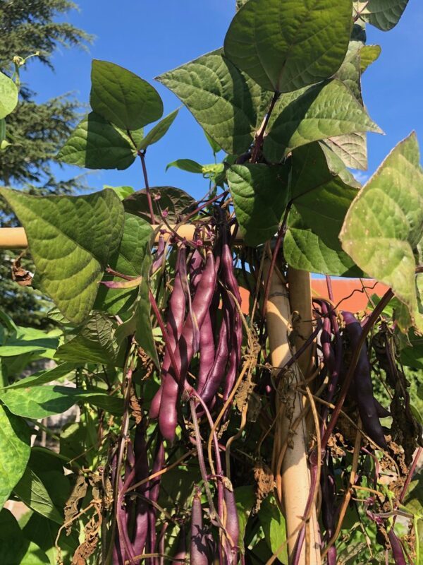 Vijoklinės šparaginės tamsios violetinės pupelės 'BLAUHILDE' 10 g TO.