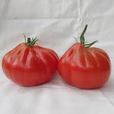 Pomidorai rausvai violetiniai, mėsingi 'CUOR DI BUE' (ALBENGA) 0,5 g (Naudinga pakuotė) H. Pomidorai rausvai violetiniai, mėsingi 'CUOR DI BUE' (ALBENGA) 0,5 g (Naudinga pakuotė) H.