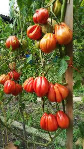 Pomidorai rausvai violetiniai, mėsingi 'CUOR DI BUE' (ALBENGA) 0,5 g (Naudinga pakuotė) H. Pomidorai rausvai violetiniai, mėsingi 'CUOR DI BUE' (ALBENGA) 0,5 g (Naudinga pakuotė) H.