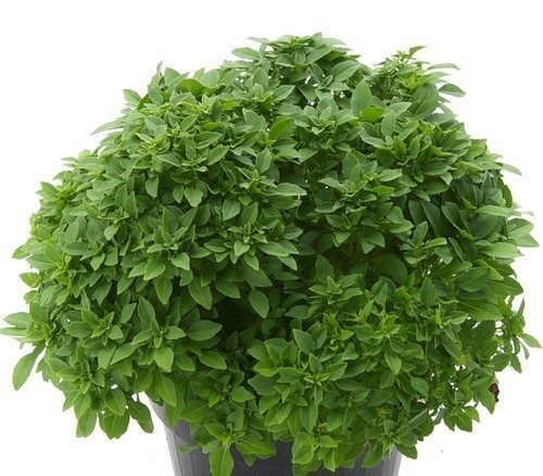 Kvapieji bazilikai vazone smulkialapiai 'GRECO A PALLA' 0,8 g HOR. Kvapieji bazilikai vazone smulkialapiai 'GRECO A PALLA' 0,8 g HOR.