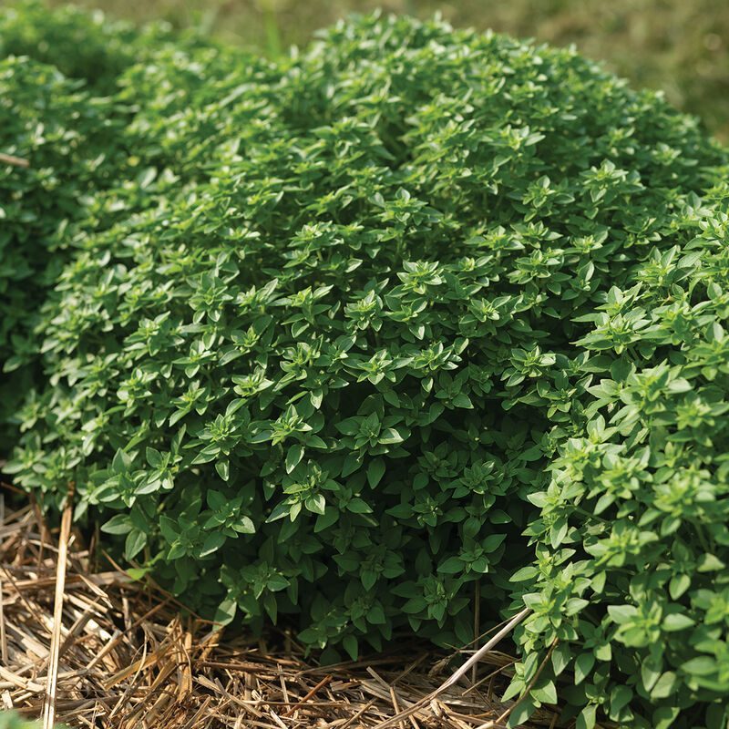 Kvapieji bazilikai vazone smulkialapiai 'GRECO A PALLA' 0,8 g HOR. Kvapieji bazilikai vazone smulkialapiai 'GRECO A PALLA' 0,8 g HOR.