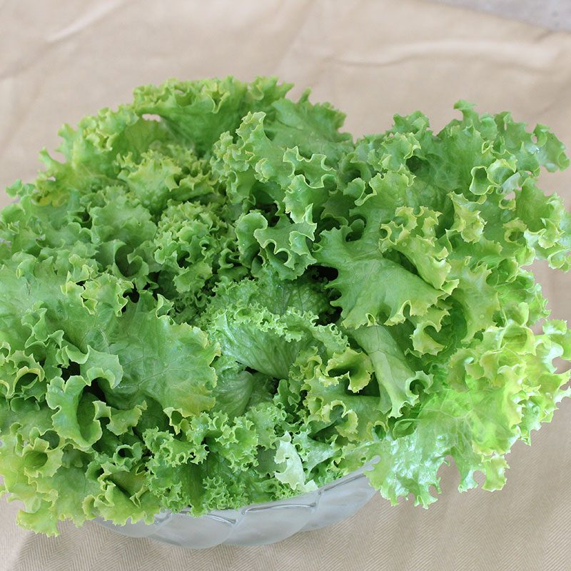 Salotos lapinės garbanotos 'LOLLO' 2 g HOR. Salotos lapinės garbanotos 'LOLLO' 2 g HOR.