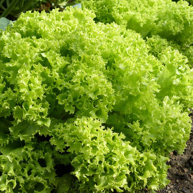 Salotos lapinės garbanotos 'LOLLO' 2 g HOR. Salotos lapinės garbanotos 'LOLLO' 2 g HOR.