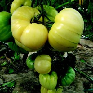 Pomidorai White Beauty