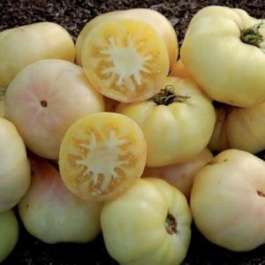 Pomidorai White Beauty vaisiai prapjauti