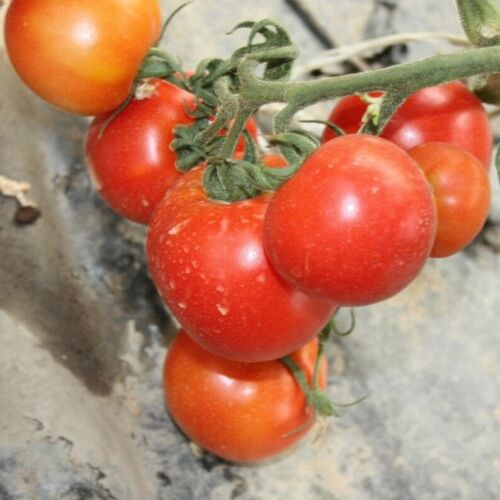 Pomidorai laukui žemi 'RALUCA' 1 g (Naudinga pakuotė) AGR. Pomidorai laukui žemi 'RALUCA' 1 g (Naudinga pakuotė) AGR.