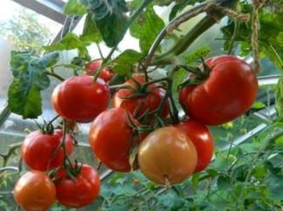 Pomidorai nehibridiniai vidutinio aukščio, dideli vaisiai, mėsingi 'S.PIERRE' 0,5 g (Naudinga pakuotė) HOR. Pomidorai nehibridiniai vidutinio aukščio, dideli vaisiai, mėsingi 'S.PIERRE' 0,5 g (Naudinga pakuotė) HOR.