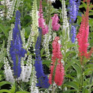 Varpotosios veronikos mišinys, daugiametės 0,1 g LUX