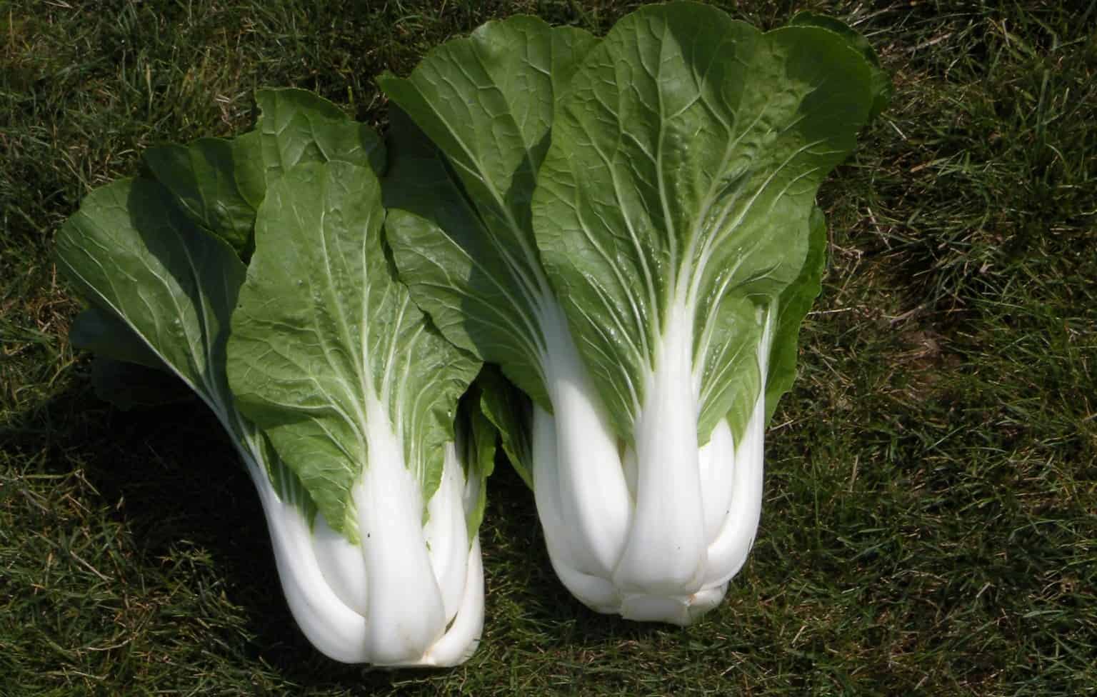 Kininiai bastučiai (Pak Choi) ankstyvam ir vasaros derliui, mėsingais lapais, sultingas kotais 'BOPAK H' 30 sėklų Kininiai bastučiai (Pak Choi) ankstyvam ir vasaros derliui, mėsingais lapais, sultingas kotais 'BOPAK H' 30 sėklų