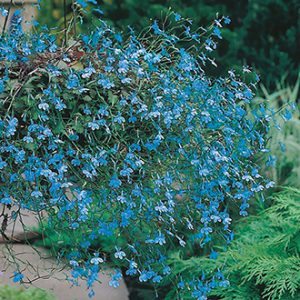 lobelia Cascade Blue