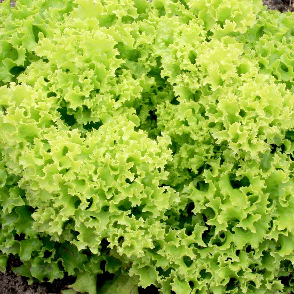 Salotos lapinės garbanotos 'LOLLO' 2 g HOR. Salotos lapinės garbanotos 'LOLLO' 2 g HOR.