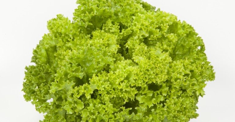 Salotos lapinės garbanotos 'LOLLO' 2 g HOR. Salotos lapinės garbanotos 'LOLLO' 2 g HOR.