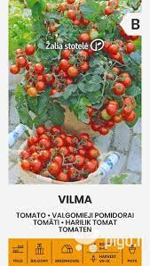 Pomidorai vazoniniai žemi raudoni 'Vilma' 0,2 g A.