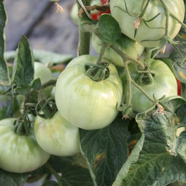 Pomidorai laukui žemi 'RALUCA' 1 g (Naudinga pakuotė) AGR. Pomidorai laukui žemi 'RALUCA' 1 g (Naudinga pakuotė) AGR.