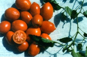 Lietuviška derlinga pomidorų veislė ovaliais vaisiais 'SKARIAI' 10 sėklų (atskaičiuotos)