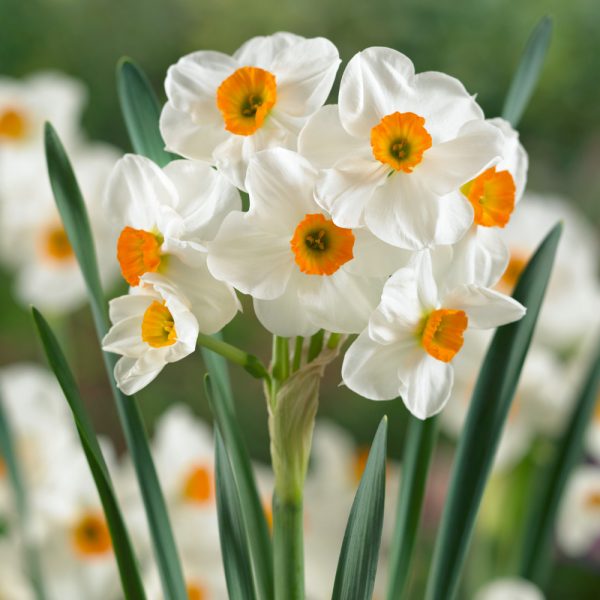 Narcizai daugiažiedžiai 'Geranium'