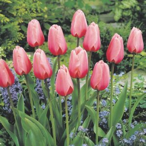 Paprastosios ankstyvosios žemos tulpės 'LIGHT PINK PRINCE',7 svogūnėliai Paprastosios ankstyvosios žemos tulpės 'LIGHT PINK PRINCE',7 svogūnėliai