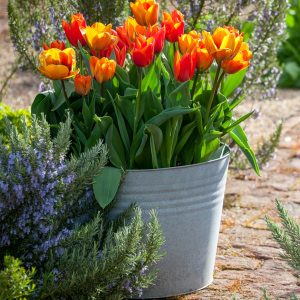 Tulpės triumfo oranžinės 'VERONIQUE SANSON'