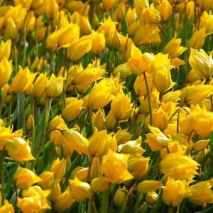 Tulpės laukinės žemos geltonos (sylvestris
