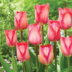 Tulpės Darvino rausvos 'PINK SOUND'