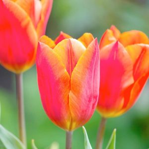 Tulpės triumfo oranžinės 'VERONIQUE SANSON'