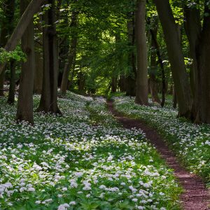 Wild Garlic (Ramsons) flowering in woodland in Ashridge Forest, Hertfordshire, England</b

This photo was taken from a path where the forest floor was carpeted with flowering wild garlic. Interestingly, I could smell it long before I could see it!

©  2014 ukgardenphotos