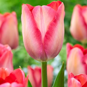 Tulpės Darvino rausvos 'PINK SOUND'