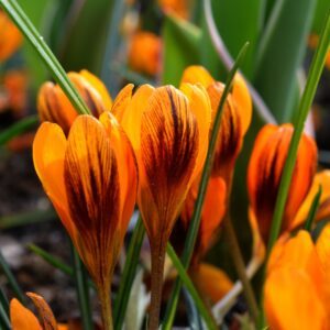 Krokai pavasariniai oranžiniai „dryžuoti“, labai ryškūs 'ORANGE MONARCH', 10 svogūnėlių (Elite)