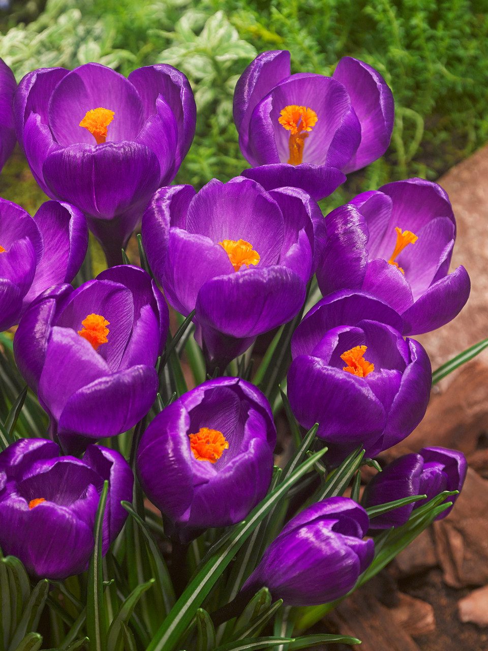 Krokai pavasariniai stambiažiedžiai violetiniai 'FLOWER RECORD', 10 svogūnėlių (Elite) Krokai pavasariniai stambiažiedžiai violetiniai 'FLOWER RECORD', 10 svogūnėlių (Elite)
