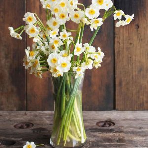 Narcizai daugiažiedžiai 'Geranium'