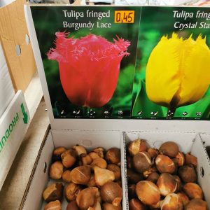 Tulpės šerkšnotosios rožinės 'BURGUNDY LACE'