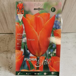 Tulpės triumfo oranžinės 'c'