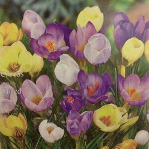 Krokai pavasariniai mišinys, ankstyvi (Crocus species) 15 svogūnėlių (Elite) Krokai pavasariniai mišinys, ankstyvi (Crocus species) 15 svogūnėlių (Elite)