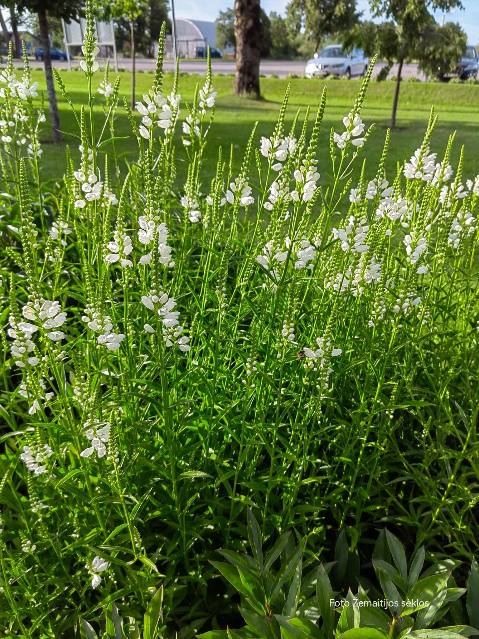 Virgininiai pūstatauriai, balti, daugiamečiai, vidutinio aukščio 0,2 g A. Virgininiai pūstatauriai, balti, daugiamečiai, vidutinio aukščio 0,2 g A.