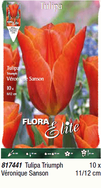 Tulpės triumph Veronique Sanson
