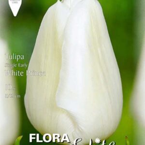 Paprastosios ankstyvosios tulpės baltos, vidutinio aukščio 'WHITE PRINCE', 7 svogūnėliai Elite Paprastosios ankstyvosios tulpės baltos, vidutinio aukščio 'WHITE PRINCE', 7 svogūnėliai Elite