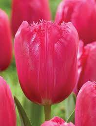 Tulpės šerkšnotosios rožinės 'BURGUNDY LACE'
