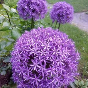 Svogūninės gėlės (pavasariui)